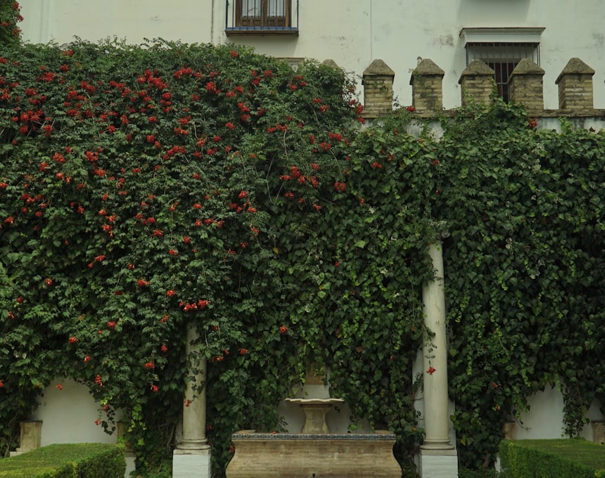 Courtyard with ivy and fountain