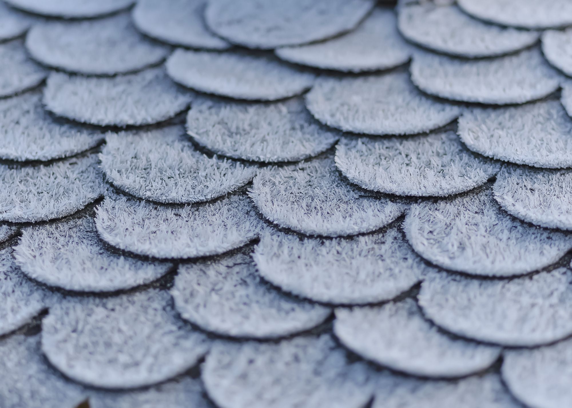 Frost revealing wear across roof shingles